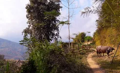 Hoang Su Phi