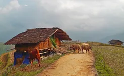 Hoang Su Phi