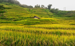 Hoang Su Phi terraced fields Ha Giang