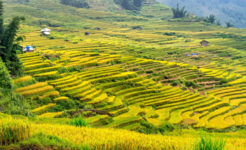 Hoang Su Phi terraced fields Ha Giang