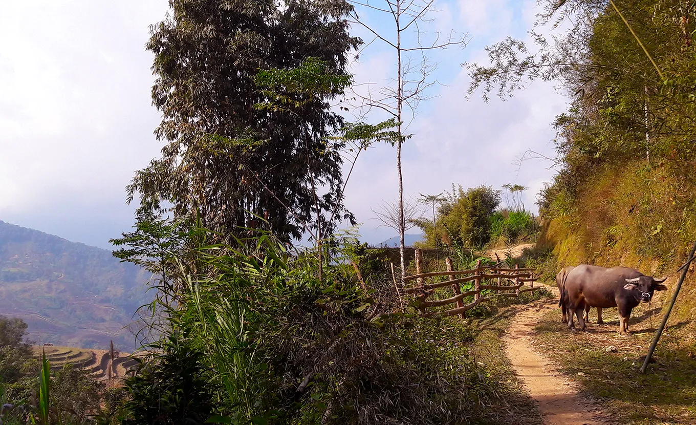 Hoang Su Phi