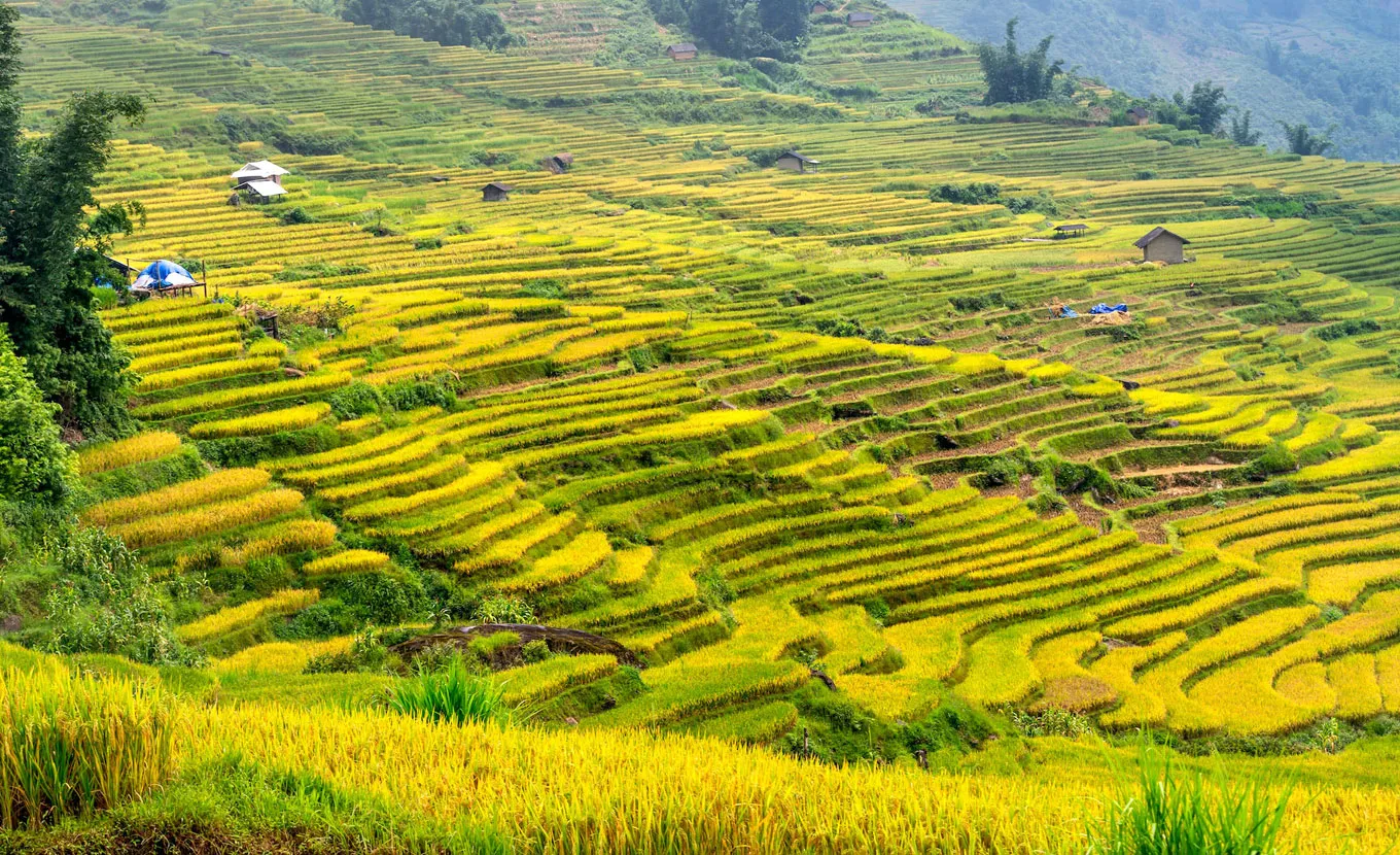 Hoang Su Phi terraced fields Ha Giang