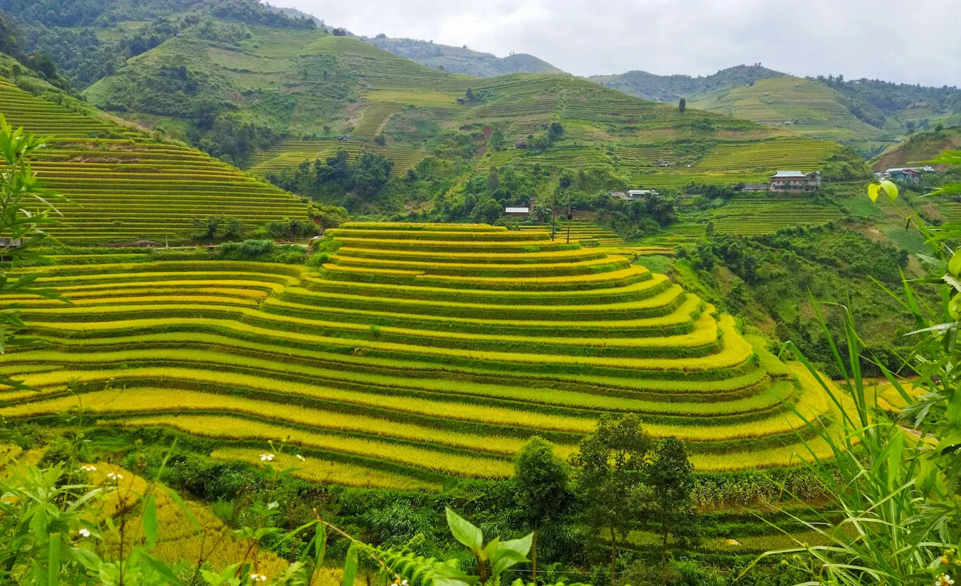 Hoang Su Phi terraced fields Ha Giang