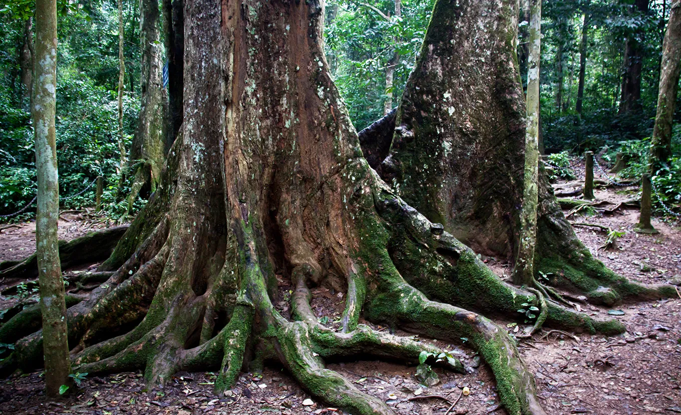 Ninh Binh - Cuc Phuong National Park