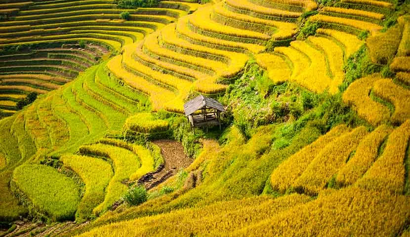 Esencia de Vietnam: De los Colores del Norte al Patrimonio Central
